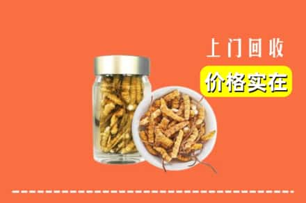 收购资讯:易县回收散虫草